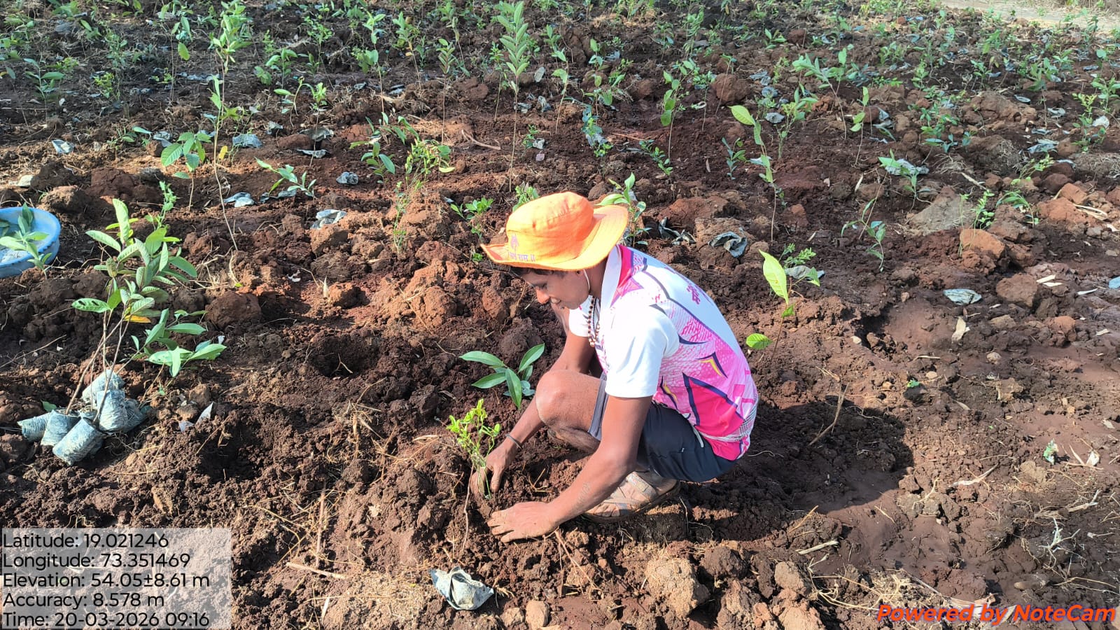 Native Plant service for Miyawaki plantation